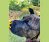 Indie, an American Pit Bull Terrier and Chow Chow mix tested with EmbarkVet.com