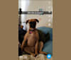 Daisy May, a Boxer and Labrador Retriever mix tested with EmbarkVet.com
