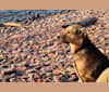 Photo of Enzo, a Labrador Retriever, German Shepherd Dog, Golden Retriever, Australian Cattle Dog, and Collie mix