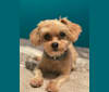 Ralphy, a Poodle (Small) and Cavalier King Charles Spaniel mix tested with EmbarkVet.com
