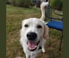 Photo of Woodford, a Great Pyrenees, Border Collie, and English Shepherd mix in Burlington, Kentucky, USA