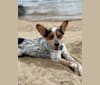 Photo of Blue, an Australian Cattle Dog, Chihuahua, Rat Terrier, and Mixed mix in Texas, USA