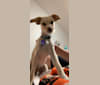 Kylo, a Miniature Pinscher and Poodle (Small) mix tested with EmbarkVet.com