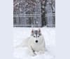 Enya, a Siberian Husky tested with EmbarkVet.com