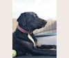 Hunter, a Labrador Retriever and Llewellin Setter mix tested with EmbarkVet.com