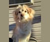 Kali, a Siberian Husky and Boston Terrier mix tested with EmbarkVet.com