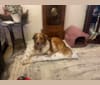 Photo of Crash, a Golden Retriever, Border Collie, American Eskimo Dog, American Staffordshire Terrier, Chow Chow, German Shepherd Dog, and Australian Cattle Dog mix in Polson, Montana, USA