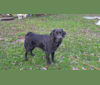 Charlie -Charles Darwin, a Labrador Retriever and German Shepherd Dog mix tested with EmbarkVet.com