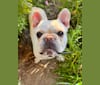 Quincy, a French Bulldog (9.4% unresolved) tested with EmbarkVet.com