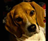 SOPHIE PENELOPE BEAGLE, a Beagle tested with EmbarkVet.com