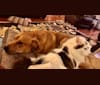 Jax, an Alaskan Malamute and American Pit Bull Terrier mix tested with EmbarkVet.com
