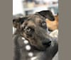 Kona, an Australian Shepherd and Rat Terrier mix tested with EmbarkVet.com