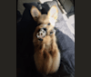Photo of L'il Critter, a Chihuahua  in 1347 110th Street, Salem, IA, USA