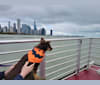 Eleanor Rigby, a Miniature/MAS-type Australian Shepherd and Chihuahua mix tested with EmbarkVet.com