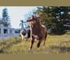 Layla, an Australian Shepherd Group tested with EmbarkVet.com