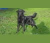 Charlie -Charles Darwin, a Labrador Retriever and German Shepherd Dog mix tested with EmbarkVet.com