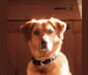 Bellatrix, an Australian Cattle Dog and German Shepherd Dog mix tested with EmbarkVet.com