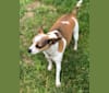 Tiki, a Rat Terrier and Shih Tzu mix tested with EmbarkVet.com