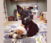 Sebby, a German Shepherd Dog and Chow Chow mix tested with EmbarkVet.com