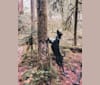 Simba, a Treeing Walker Coonhound and Labrador Retriever mix tested with EmbarkVet.com