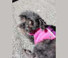 Lizzy, a Poodle (Small) tested with EmbarkVet.com