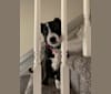 Photo of Bessie Doogie, a Rat Terrier, Labrador Retriever, American Pit Bull Terrier, Chow Chow, and Mixed mix in Hoover, Alabama, USA