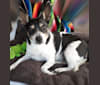 Manny, a Chihuahua and Russell-type Terrier mix tested with EmbarkVet.com