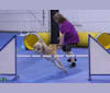 Elsa, a Labrador Retriever tested with EmbarkVet.com