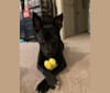 Photo of Umbra, an American Pit Bull Terrier, Bulldog, and Mixed mix in Darlington, South Carolina, USA