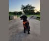 Photo of Starker, a Labrador Retriever, American English Coonhound, German Shepherd Dog, American Pit Bull Terrier, Basset Hound, and Mixed mix in Hemphill, Texas, USA