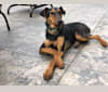 Josie, a Doberman Pinscher and Airedale Terrier mix tested with EmbarkVet.com