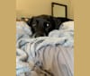 Kobi, a Labrador Retriever and Beagle mix tested with EmbarkVet.com
