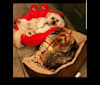 Bridget Marie, a Yorkshire Terrier tested with EmbarkVet.com
