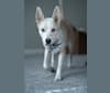 Photo of Icee, an American Pit Bull Terrier and Siberian Husky mix in Houston, Texas, USA