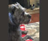 Indy, a Miniature Schnauzer and Chinese Shar-Pei mix tested with EmbarkVet.com