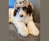 Photo of CoCo, a Poodle (Standard)  in Clinton, TN, USA