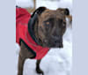 Ziva, an American Pit Bull Terrier and American Staffordshire Terrier mix tested with EmbarkVet.com