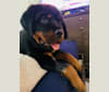 Photo of Chompy, a Rottweiler  in Loogootee, Indiana, USA