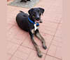 Obsidian, a Catahoula Leopard Dog and American Pit Bull Terrier mix tested with EmbarkVet.com