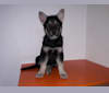 Nara, a German Shepherd Dog and Belgian Sheepdog mix tested with EmbarkVet.com