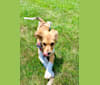 Leonardo, a Rat Terrier and Chihuahua mix tested with EmbarkVet.com