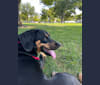 Bruce, a Beagle and Bluetick Coonhound mix tested with EmbarkVet.com