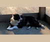 Bandit, an Australian Shepherd and Rat Terrier mix tested with EmbarkVet.com