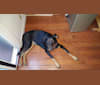 Khaleesi, a Doberman Pinscher and German Shepherd Dog mix tested with EmbarkVet.com