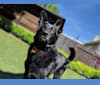 Photo of Argo Von Reichenberg, a German Shepherd Dog  in Ohio, USA