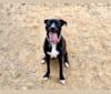 Carter, an American Pit Bull Terrier and Labrador Retriever mix tested with EmbarkVet.com