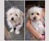 Photo of Sadie, a Poodle (Small) and Chihuahua mix in San Jose, California, USA