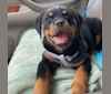 Lochavens Oakley, a Rottweiler tested with EmbarkVet.com