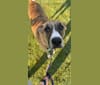 Avery, a Boxer and Mountain Cur mix tested with EmbarkVet.com
