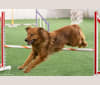 Palisadie’s Duchess of Sheborgo (Sadie), a Border Collie and Chow Chow mix tested with EmbarkVet.com
